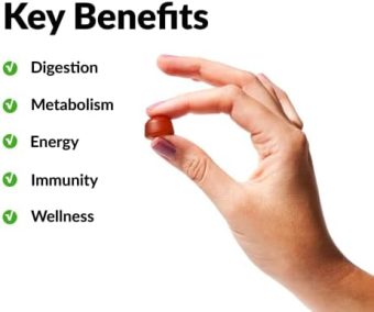 probioslim apple cider vinegar gummies with organic apple cider vinegar and lactospore probiotics and prebiotics to support digestion, metabolism, and immune health, 120 count (pack of 1)